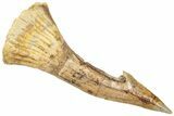 Fossil Sawfish (Onchopristis) Rostral Barb - Morocco #322863-1